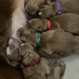 Kodiak - Dark golden female Golden Retriever puppy in Beaverdam, Virginia from Red Ridge Retrievers