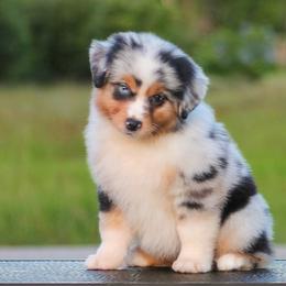 Krypto - Blue merle female Miniature American Shepherd puppy in Palacios, Texas from Coastal’s Miniature American Shepherds