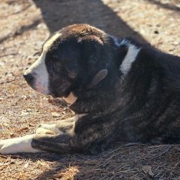 Central Asian Shepherd Dogs from Declan Farms