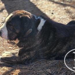 Central Asian Shepherd Dogs from Declan Farms