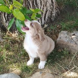 Miniature Australian Shepherds and Toy Australian Shepherds from Wild West Mini and Toy Aussies
