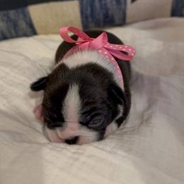 Boston Terrier Puppies from Lakeview Bostons