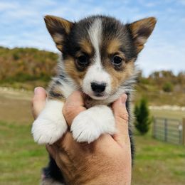 Blossom - Black and tan female Pembroke Welsh Corgi puppy in Manchester, Kentucky from Riverside Corgis