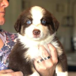 Daisy - Red tri-color female Australian Shepherd puppy in Williston, Florida from Over The Rainbow Aussies