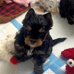 Sailor - Black and tan male Yorkshire Terrier puppy in Phil Campbell, Alabama from MagnoliaYorkies