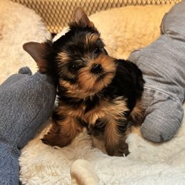 Hendrix - Blue and gold male Yorkshire Terrier puppy in Lake Helen, Florida from FronkLinn Kennel
