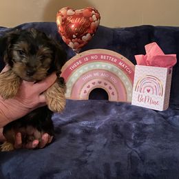 Yorkshire Terrier Puppies from Sweet Fur Babies