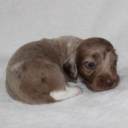 Winnie (3675) - Dapple female Dachshund puppy in Sonora, Kentucky from Maple Hill Miniature Dachshunds