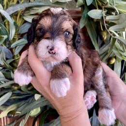 Moana - Tri-color female Bernedoodle puppy in Superior, Arizona from Mountain Bridge Doodles