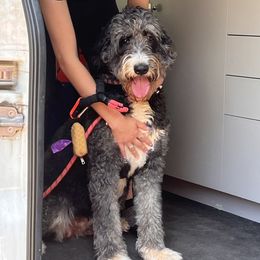 Bailey - Bernedoodle