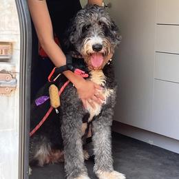 Bailey - Bernedoodle