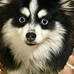 Sky - Pomsky