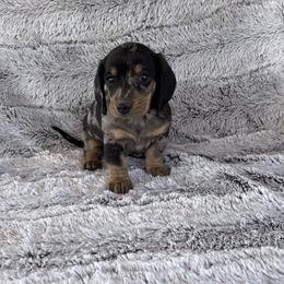 Bear - Dapple male Dachshund puppy in Elfrida, Arizona from Brooke Suarez