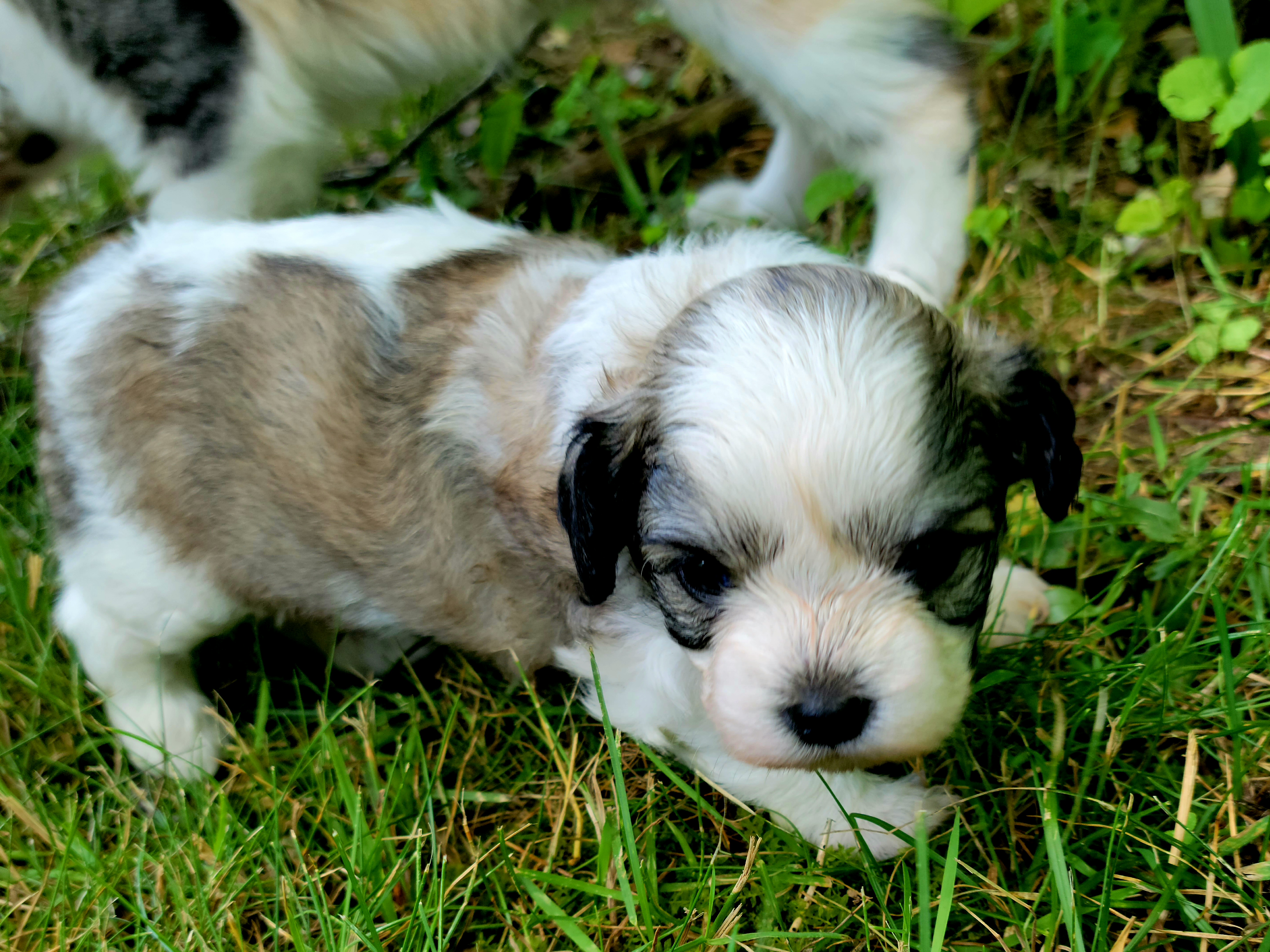Shihpoo Puppies from Perfect Companion Puppies