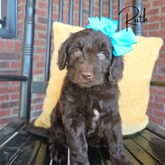 Ruth - female Newfypoo puppy in Hardin, Kentucky from Bluegrass Newfypoos
