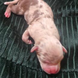 Greta Garbo - Red merle female Miniature Australian Shepherd puppy in Paris, Texas from Blue Envy Mini Aussies