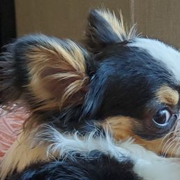 Chihuahuas, Chinese Cresteds, and Papillons from Fabulis Toys (Chinese Crested, Papillons, Chihuahuas)