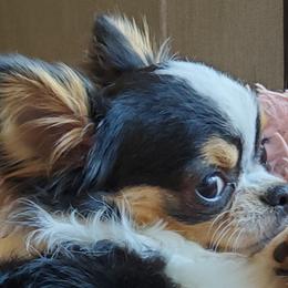 Chihuahuas, Chinese Cresteds, and Papillons from Fabulis Toys (Chinese Crested, Papillons, Chihuahuas)