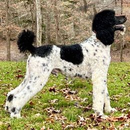 Bernedoodle, Goldendoodle, and Poodle All Grown Up from Good Dog Doodles