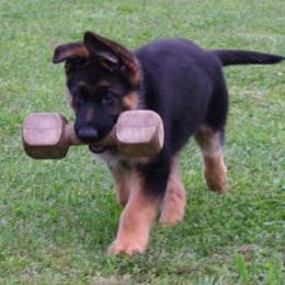 German Shepherd Puppies from Drache Feld