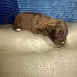 Muffy - Brown and white female Aussiedoodle puppy in Lake City, Florida from Dream Hollow Farm