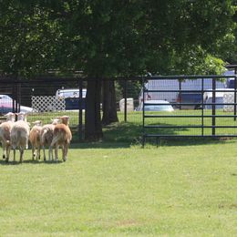 Australian Shepherd All Grown Up from Madalay Aussies
