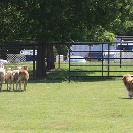 Australian Shepherd All Grown Up from Madalay Aussies