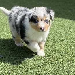 Bella's Iris (Blue Merle, Female) - Blue merle Miniature Australian Shepherd puppy in Douglas, Arizona from Starry-Eyed Mini Aussies with Tails