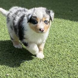 Bella's Iris (Blue Merle, Female) - Blue merle Miniature Australian Shepherd puppy in Douglas, Arizona from Starry-Eyed Mini Aussies with Tails