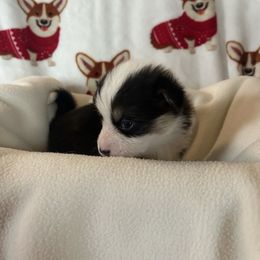 Elizabeth Taylor - Black and tan female Pembroke Welsh Corgi puppy in Louisburg, North Carolina from Lucky Penny Corgis