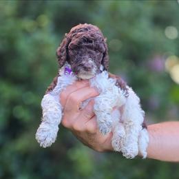 Purple Collar girl (Prairie) - Parti female Labradoodle puppy in Granite Falls, North Carolina from Carolina Goldendoodles