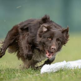 Bear - Australian Shepherd