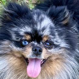 Pomeranians and Pomskies from Stacey Venable