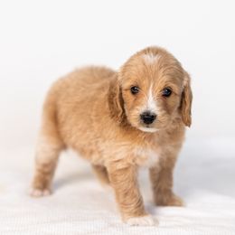 Cardamom - Cream female Goldendoodle puppy in Slc, Utah from Timp Doodles