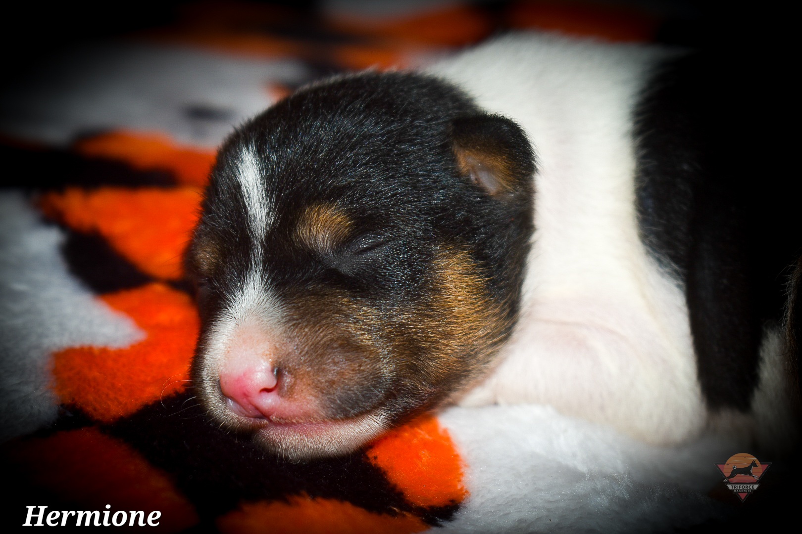 Hermione - Tri-color female Basenji puppy in San Diego, California from Triforce Basenjis