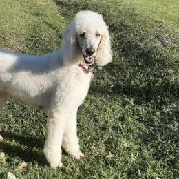 Labradoodles, Poodles, and Sheepadoodles from Oodles of poodles and doodles