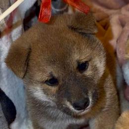Kenjako - Red male Shiba Inu puppy in Clewiston, Florida from Animal Farm Shiba Inus & Mameshibas