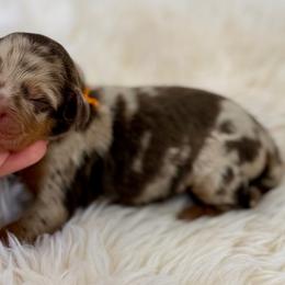 Orange collar boy - Chocolate merle male Bernedoodle puppy in Colorado Springs, Colorado from Mercy Mountain Bernedoodles