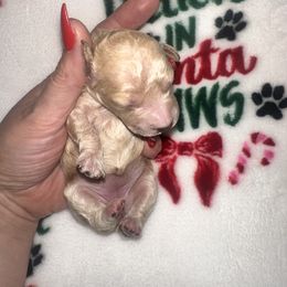 Coco - Apricot female Maltipoo puppy in Apple Valley, California from Boujeepups