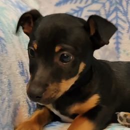Rat Terriers and Teddy Roosevelt Terriers from Wiggle Wag Kennels