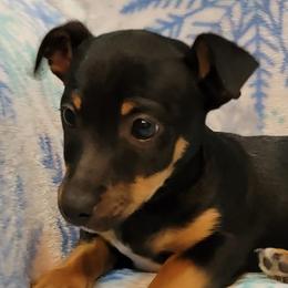 Rat Terriers and Teddy Roosevelt Terriers from Wiggle Wag Kennels