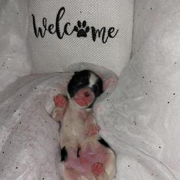 Casper - Black and white male Shih Tzu puppy in Arcadia, Florida from Kitsune Cuddles and kisses