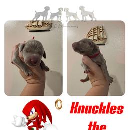 KNUCLES THE ECHIDNA - Silver gray male Weimaraner puppy in Ferrum, Virginia from LAAT Weims