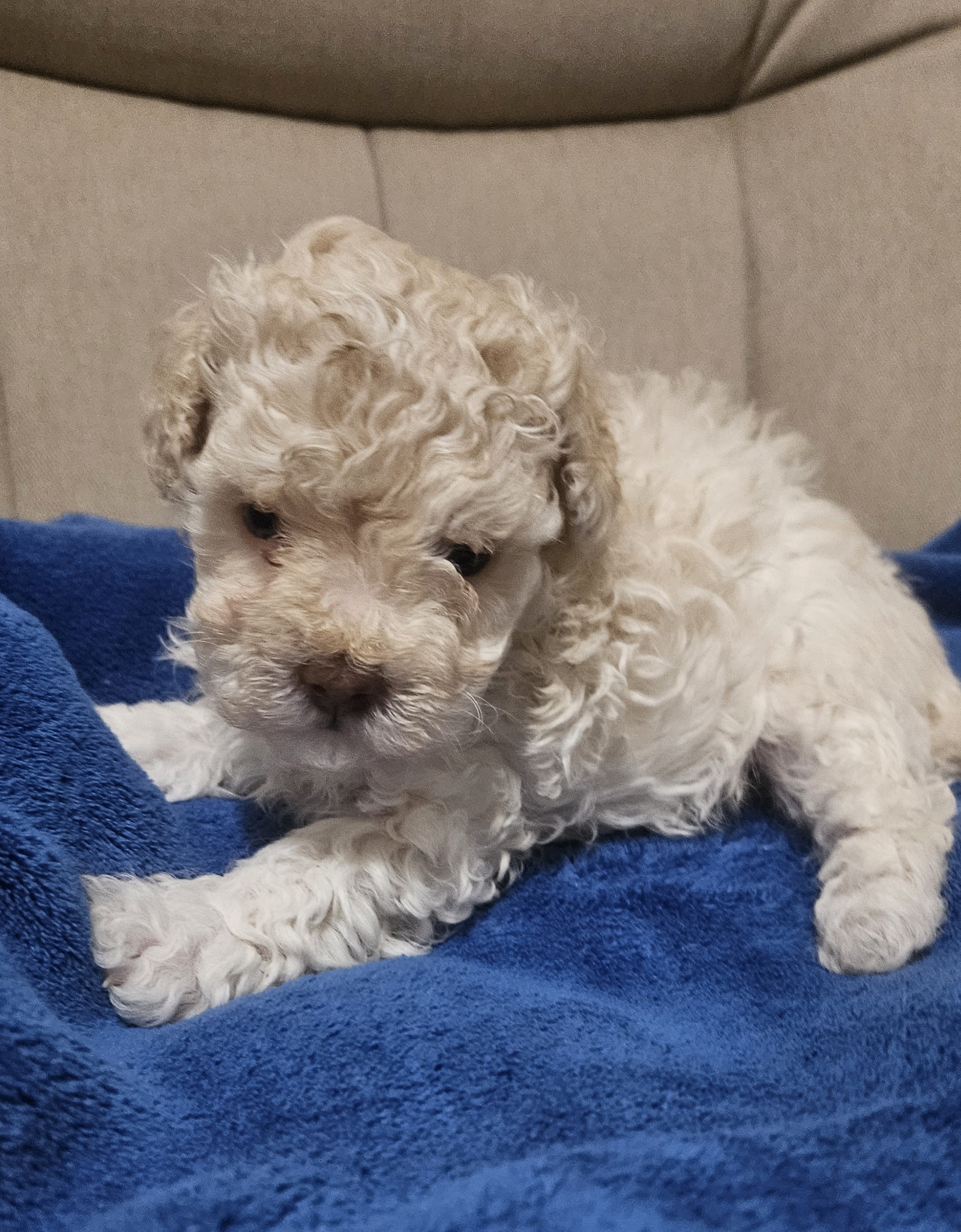 Maltipoo Puppies from Doggies4you