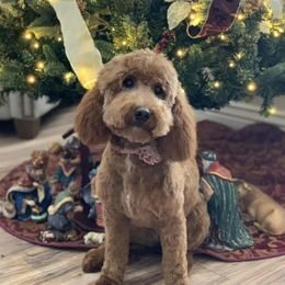 Goldendoodles from Julie Brooks's Goldendoodles