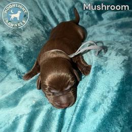 Mushroom - Chocolate male Labrador Retriever puppy in Elloree, South Carolina from Moonlight Kennels LLC