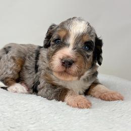 Tempo - Blue merle male Bernedoodle puppy in Fleming, Colorado from Vandenbark Doodles