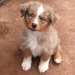 Saint - Red merle male Australian Shepherd puppy in San Tan Valley, Arizona from Mott Ranch - Blazin' Sun Aussies