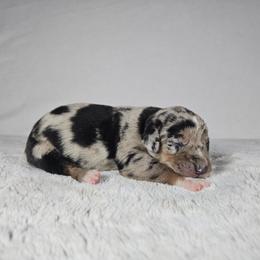 Piper - Blue merle female Catahoula Leopard Dog puppy in Doerun, Georgia from Twig & Tail Puppies