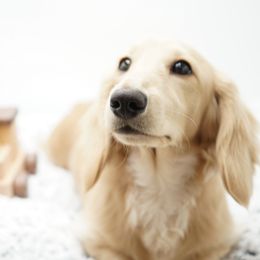 Dachshund puppies from 30 Acre Woods Dachshunds